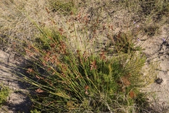 Thamnochortus muirii