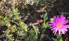 Lampranthus pauciflorus