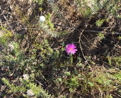 Lampranthus pauciflorus