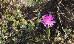 Lampranthus pauciflorus