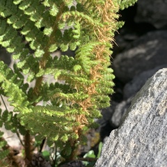 Dryopteris alpestris