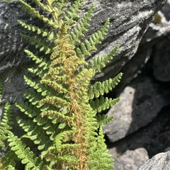 Dryopteris alpestris