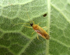 Phylus melanocephalus