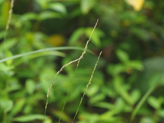 Agrostis clavata