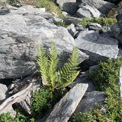 Dryopteris alpestris