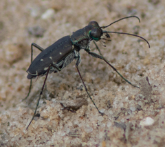 Cicindela punctulata punctulata
