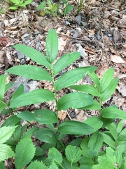 Maianthemum