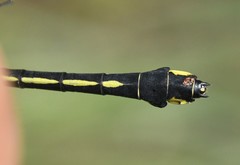 Gomphurus lineatifrons