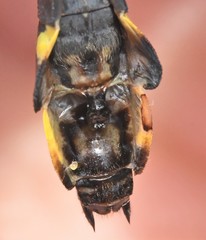 Gomphurus lineatifrons