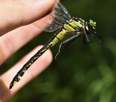 Gomphurus lineatifrons