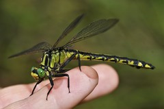 Gomphurus lineatifrons