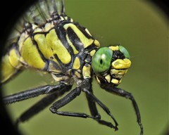 Gomphurus lineatifrons