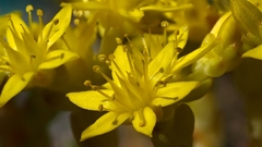 Sedum acre