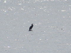 Phalacrocorax carbo