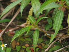 Pilea rotundinucula