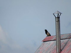 Corvus cornix