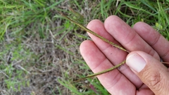 Dichanthium aristatum