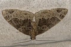 Ecliptopera silaceata