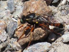 Saropogon flavicinctus