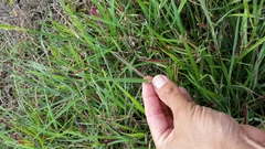 Dichanthium aristatum