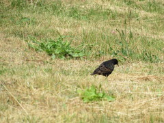 Sturnus vulgaris