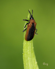 Odontota dorsalis