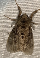 Dasychira obliquata