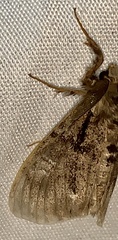 Dasychira obliquata