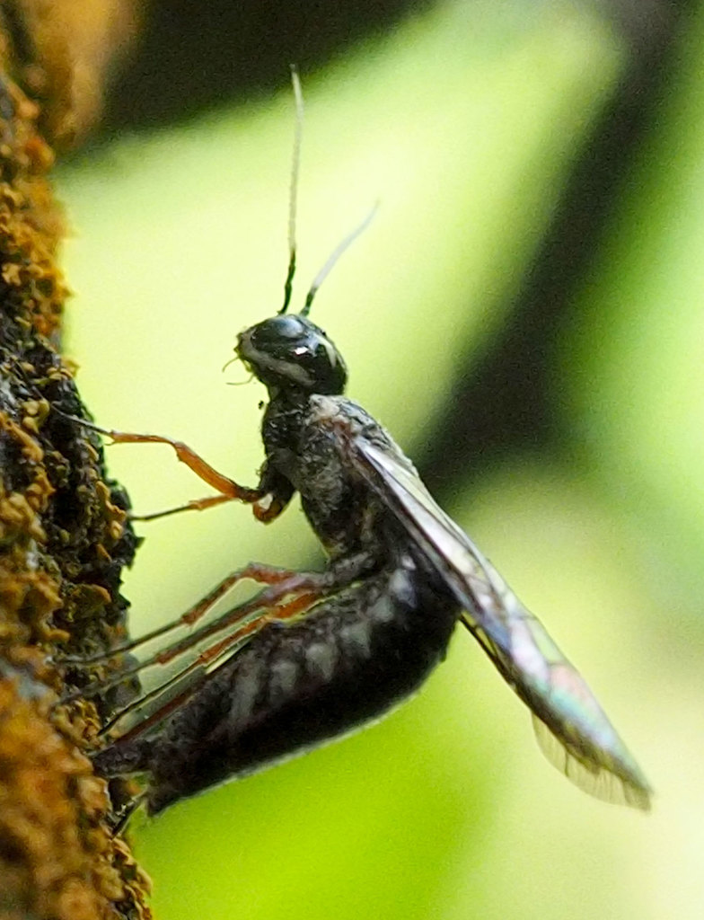 Xiphydria maculata