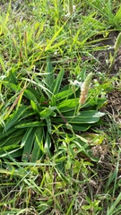 Plantago lanceolata