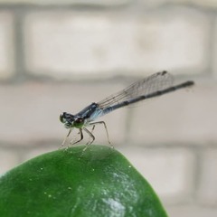Ischnura posita