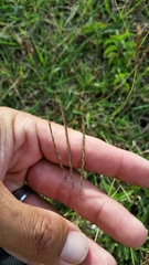 Bothriochloa ischaemum