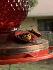 Chalybion zimmermanni