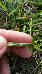 Bothriochloa ischaemum