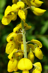 Cytisus nigricans