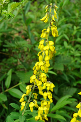 Cytisus nigricans