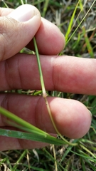 Bothriochloa ischaemum