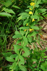 Cytisus nigricans