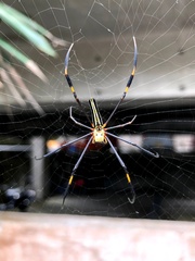 Nephila pilipes