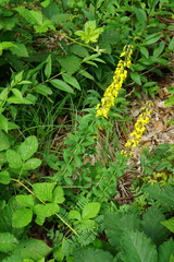 Cytisus nigricans