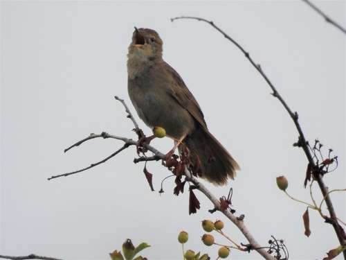 Common Grasshopper Warbler, 4328 Burgh-Haamstede, Netherlands, photo 7 of 10