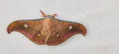 Antheraea paphia