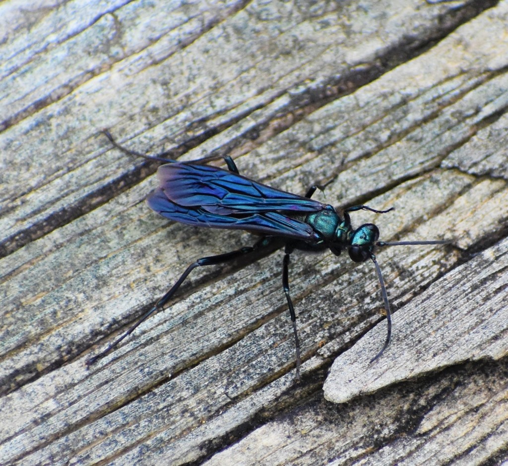 Nearctic Blue Mud Dauber Wasp From Dyer County Tn Usa On July At Pm By Mark