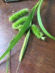 Carex pseudocyperus