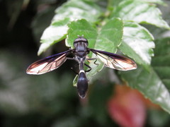 Mimocalla gigantea