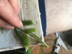 Carex pseudocyperus