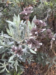 Eriodictyon traskiae