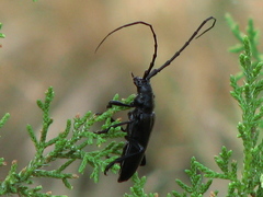 Stenaspis solitaria
