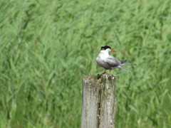 Sterna hirundo
