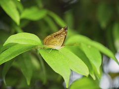 Euthalia aconthea gurda
